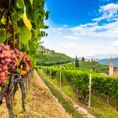 Gewürztraminer Weg