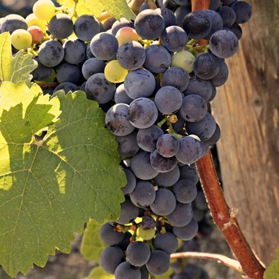 Weinwanderung St.Magdalena