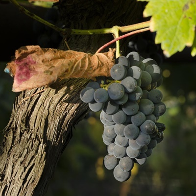 Weinwanderweg Rebe