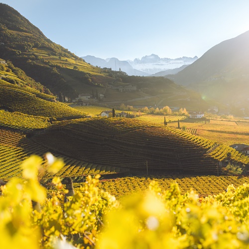 Weinwanderungen