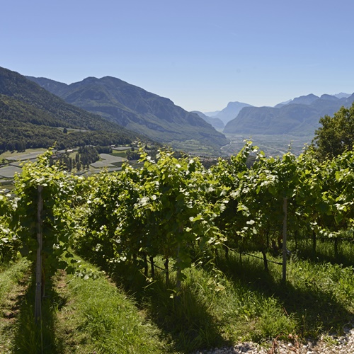Weingut Franz Haas