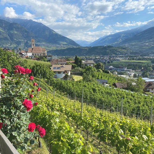 Weingut Pardellerhof