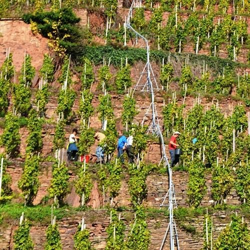 Weingut Borchert