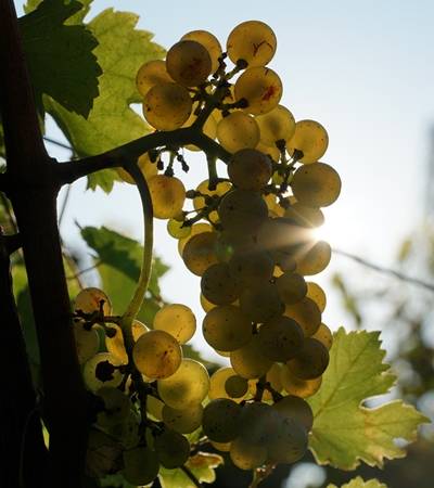 foto-haennslamort-2-4 Weingut Hännsl am Ort