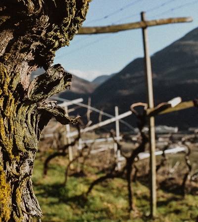foto-pitschambach (2)-4 Weingut Pitsch am Bach
