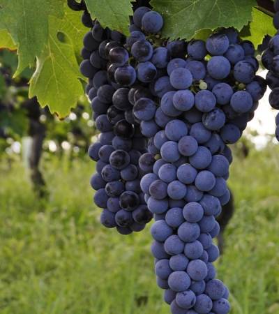 wine (206)-5